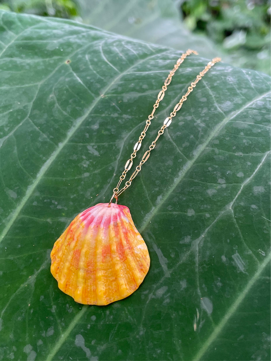 Sunrise Shell with Gold Filled Link Chain Necklace