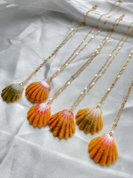 Sunrise Shell with Gold Filled Link Chain Necklace
