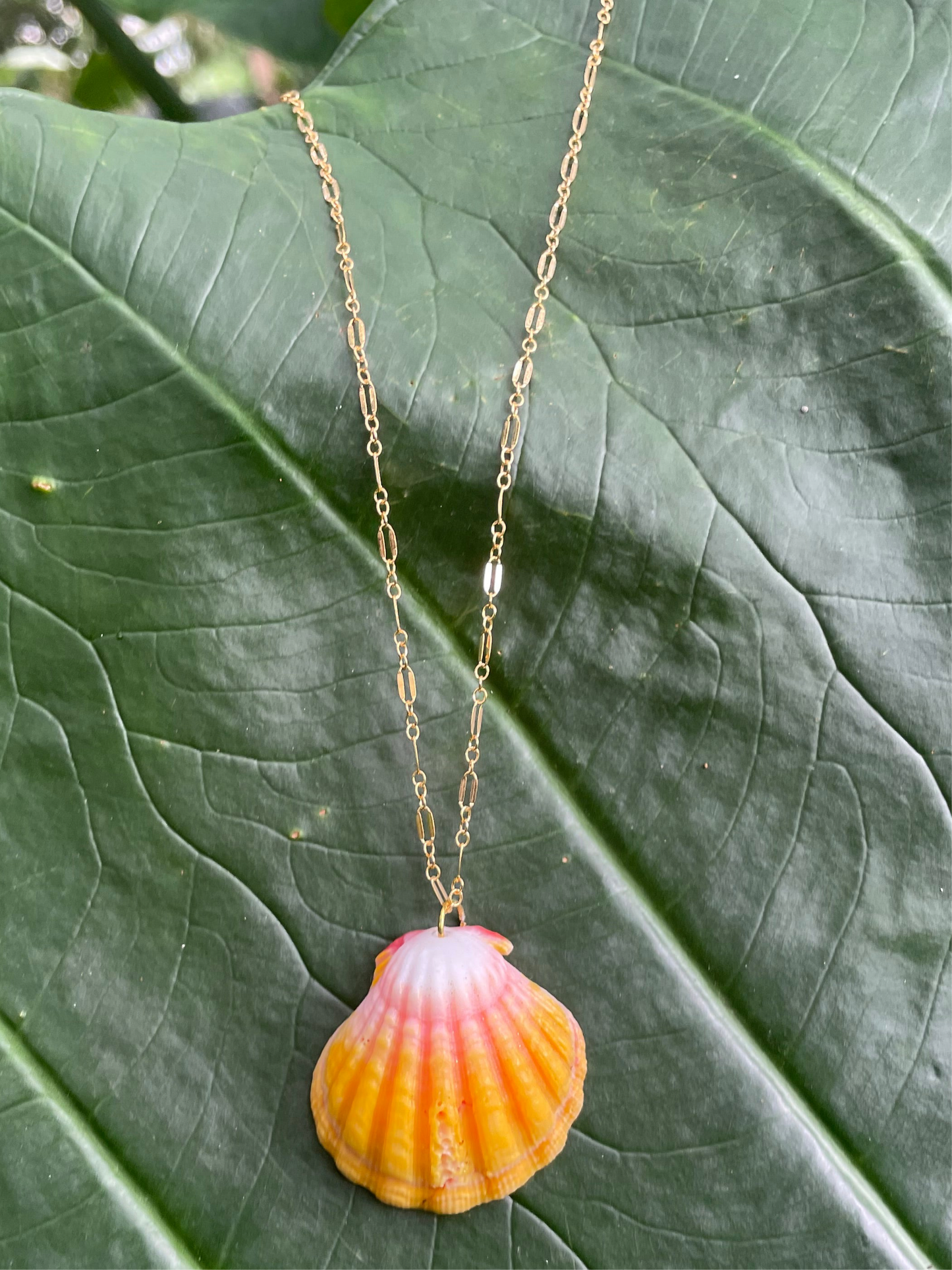 Sunrise Shell with Gold Filled Link Chain Necklace