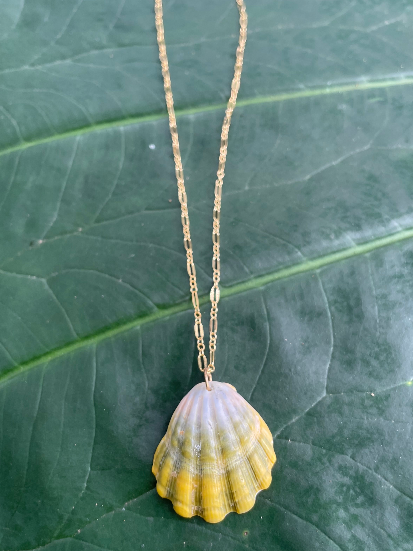 Sunrise Shell with Gold Filled Link Chain Necklace