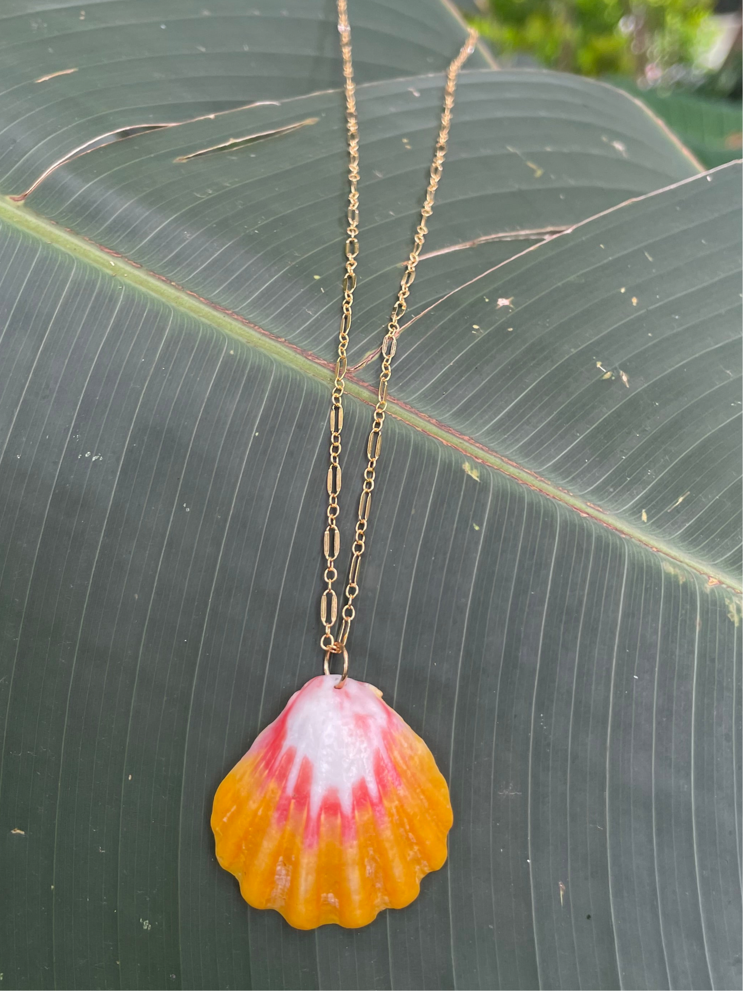 Sunrise Shell with Gold Filled Link Chain Necklace