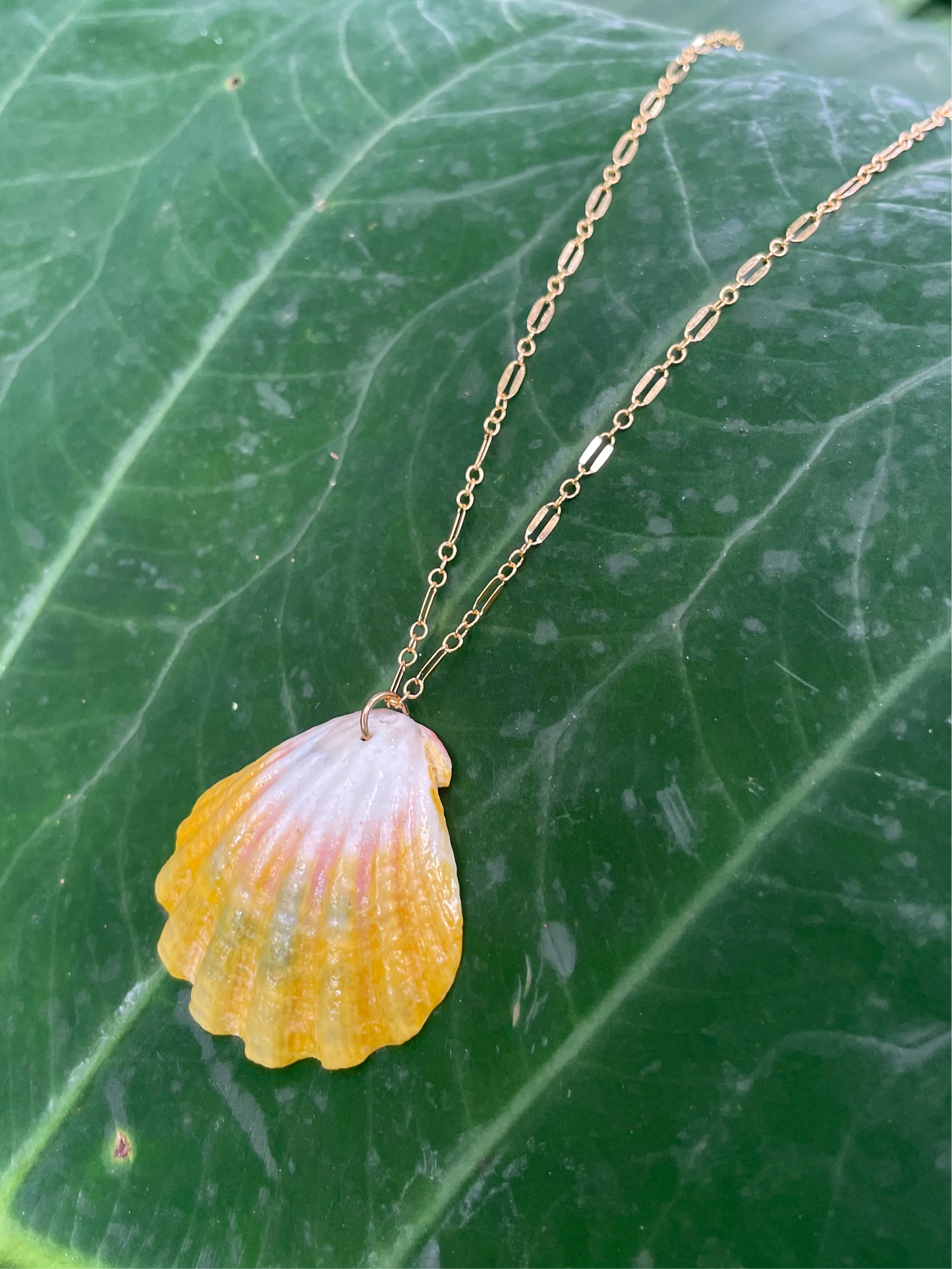 Sunrise Shell with Gold Filled Link Chain Necklace